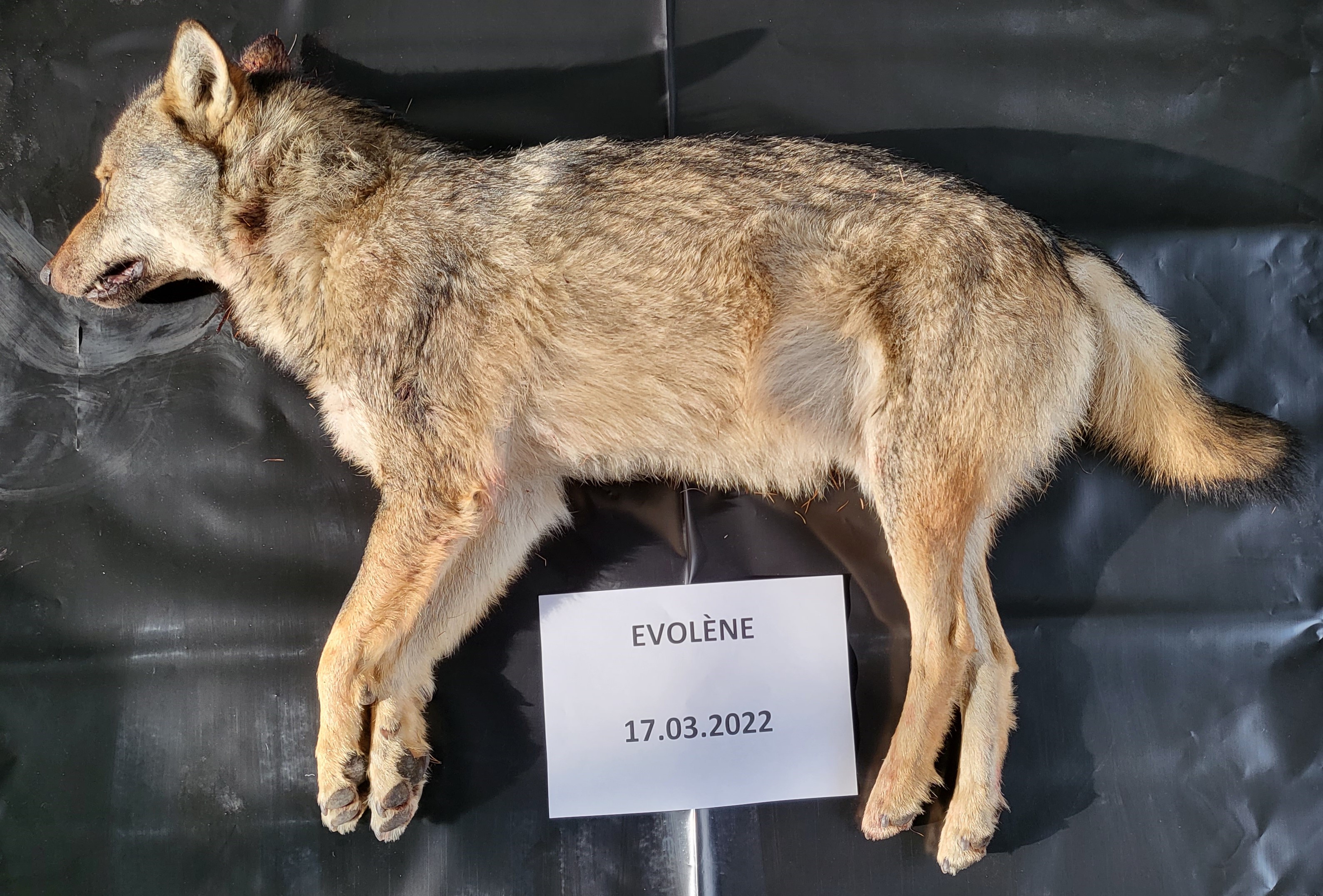 Le second loup du Val d'Hérens a été abattu